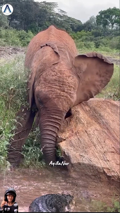 Gajah berusaha jungkelin batu buaya dipelupuk mata gak keliatan#crocodile#elephant #shortvideo