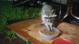 Female Raccoon 'Mess Maker' or Not