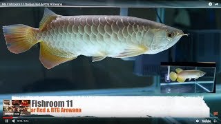 Banjar Red Rtg Arowana Youtube