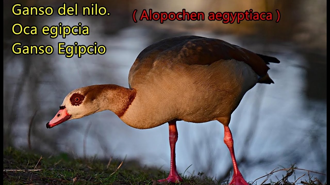 Ganso del nilo . oca egipcia (Alopochen aegyptiaca) datos y características.
