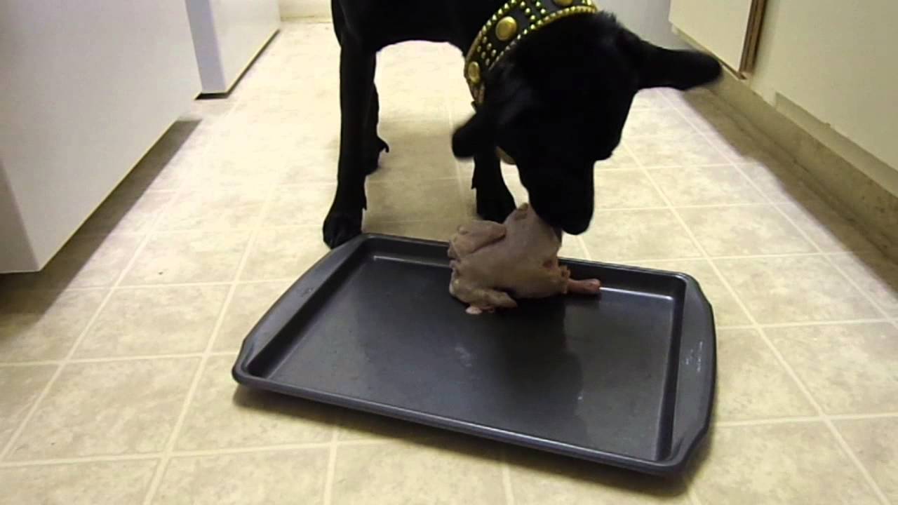 Raw Dog Food Diet - YouTube