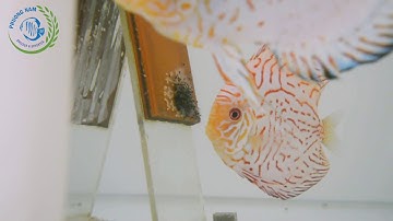Cá Dĩa sinh sản trong môi trường nhân tạo/Discus breed in artificial environment