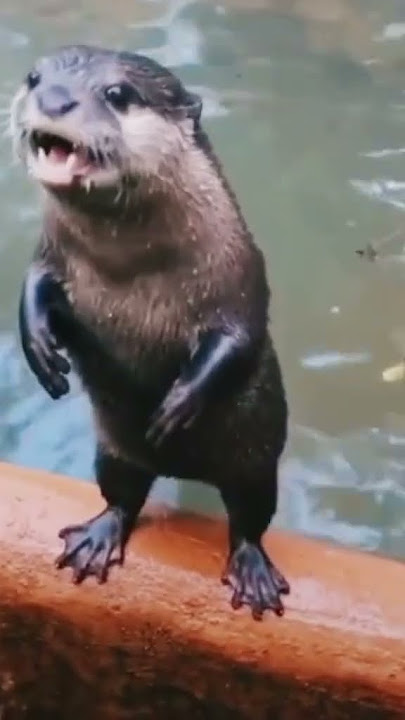 Animal Sounds: Otter sound #animalsounds #otter #animals #ottersound
