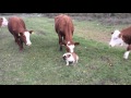 English bulldog vs bull interesting meeting