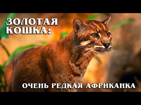 Golden cat: A secretive African beauty - a relative of the caracal | Interesting facts about cats