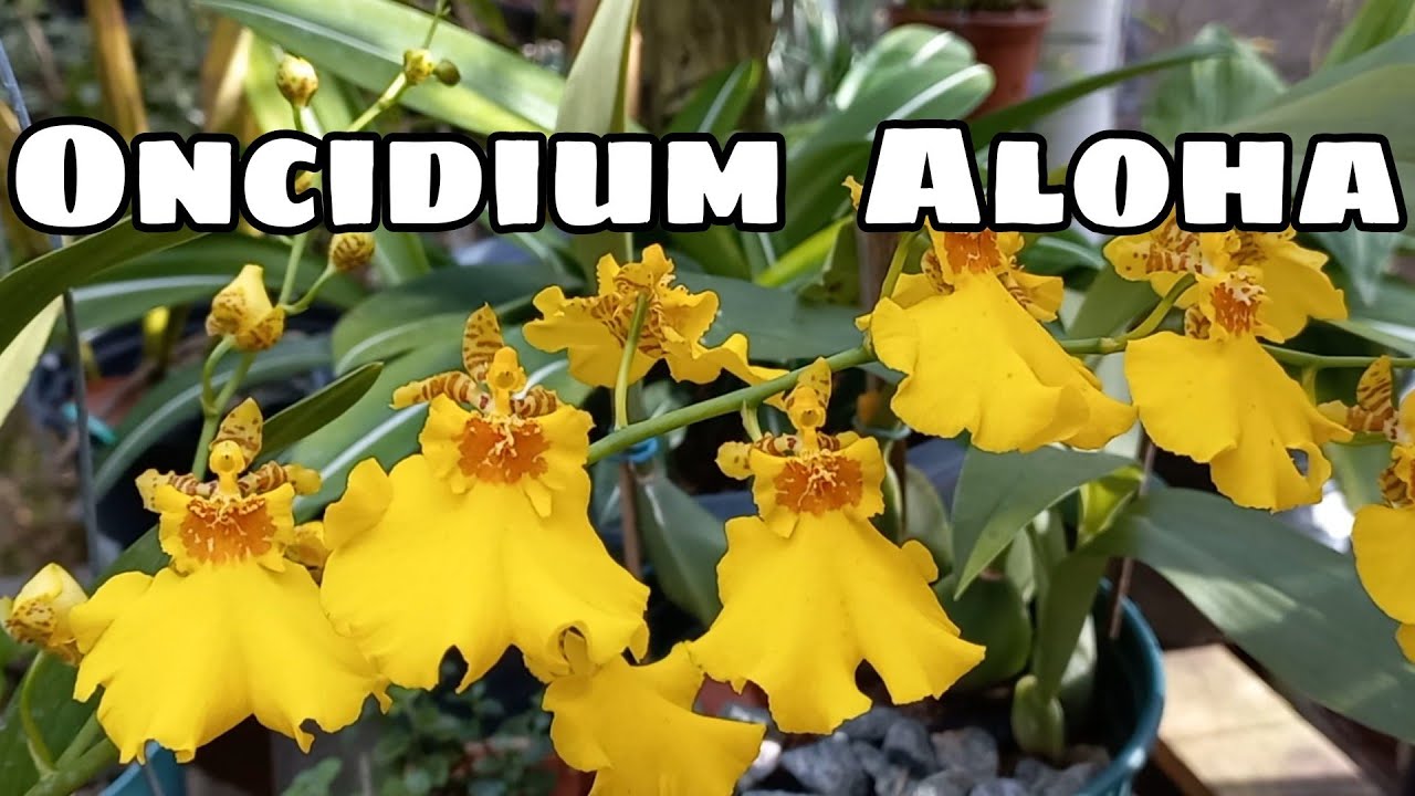 Oncidium Aloha ( Chuva de Ouro) Orquídea de Fácil Cultivo - thptnganamst.edu.vn