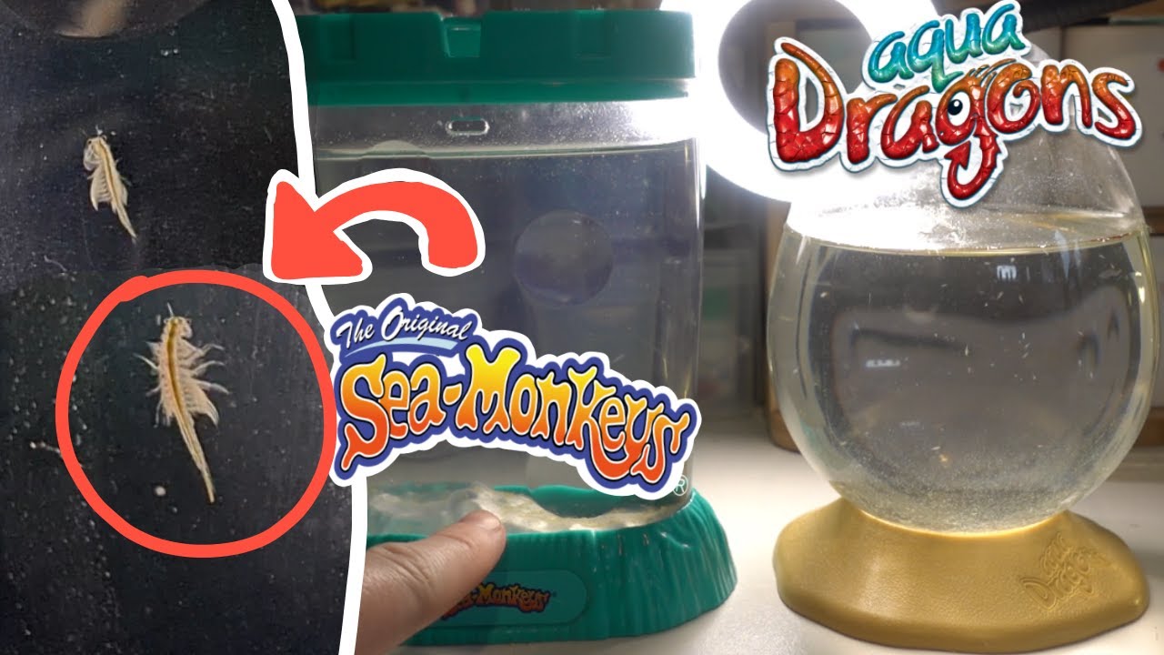 Raising Seamonkeys  Aqua Dragons