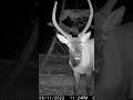 Tall spike elk on trail cam  #elkhunting