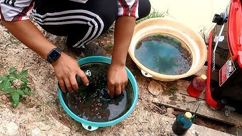 Cách Làm Mồi Và Câu Cá Trắm Đen Bằng Cần Câu Tay