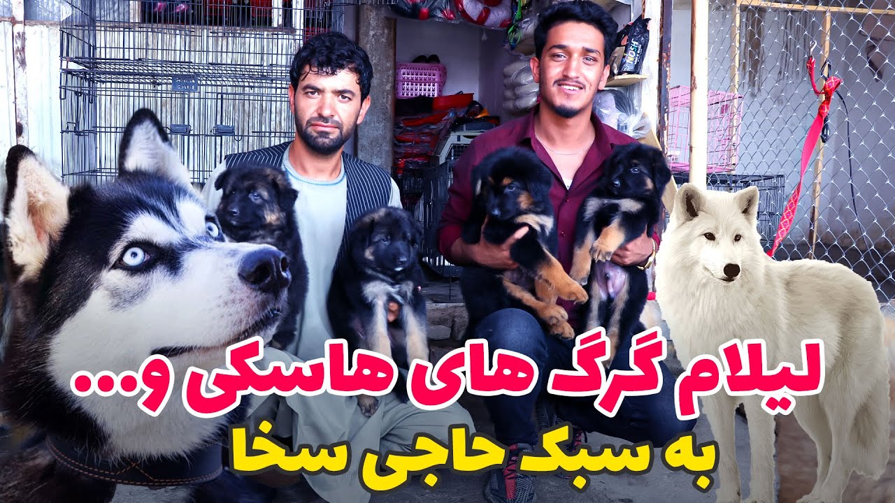 چلنج به 34 ولایت حاجی بشیر | لیلام گرگ های هاسکی به سبک حاجی صاحب سخا | #شوقی   #گرگ @abf