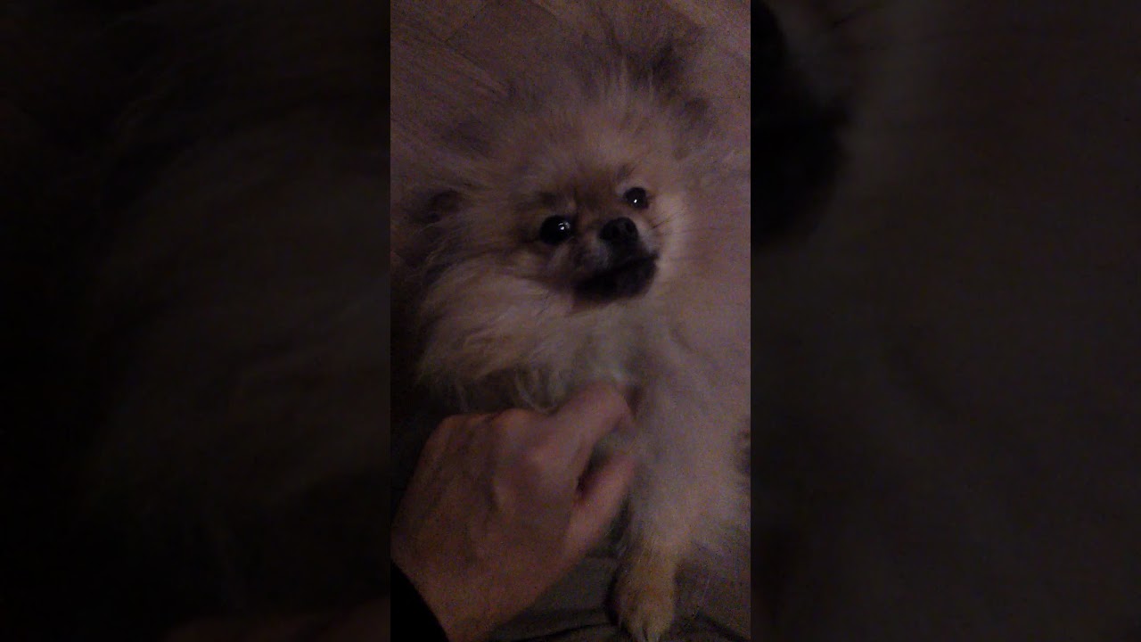 померанский шпиц энгельс