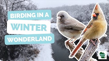 Birding in a Winter Wonderland