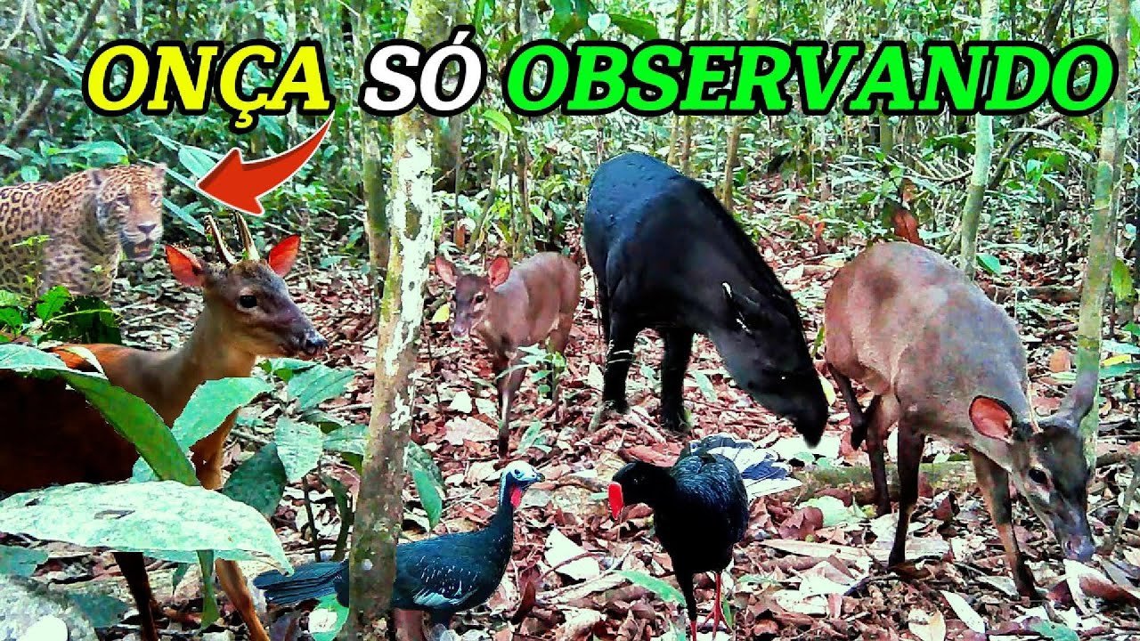 A onça pintada esta na área: Câmeras flagram diversas espécies de animais e aves silvestres #animals