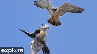 Anacapa Peregrine Falcon Cam Powered By Explore
