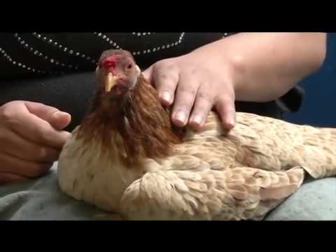 Hombre follando gallina Hombre follando gallina