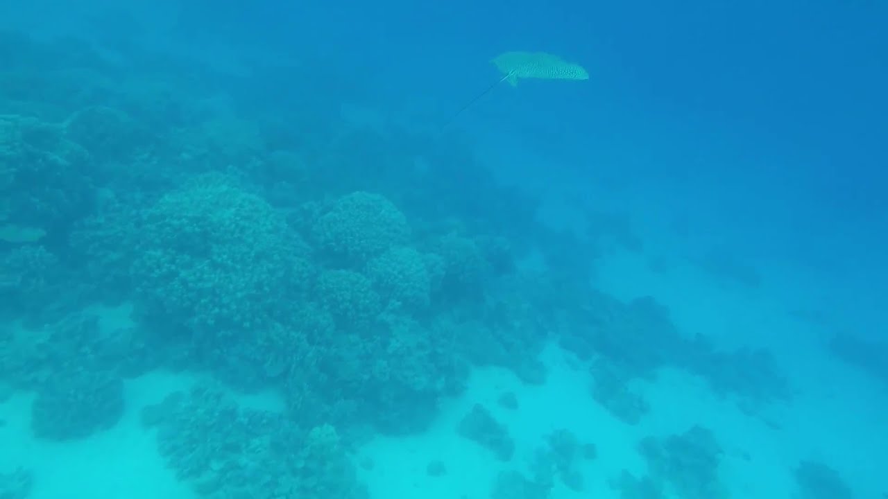 Aetobatus laticeps, eagle ray