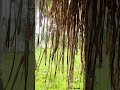 chekadi days..... full വീഡിയോ വരുന്നിണ്ടേ...