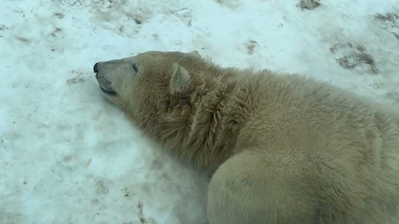 Tél a Nyíregyházi Állatparkban