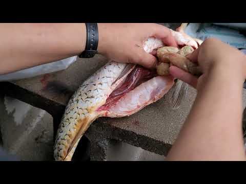 Video: Carp - Cooking, Calorie Content, Contraindications