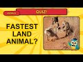 Animal Quiz for Kids! 13 Fun Questions – Can You Get Them All?