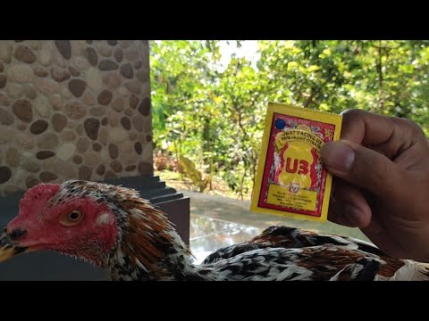 Video: Berapa banyak piperazine untuk diberikan kepada ayam?