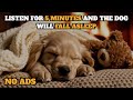 24 HOURS of Deep Sleep Dog Calming Music🐶🎵Anti Separation Anxiety Relief Music🎵Dog Music#dogmusic