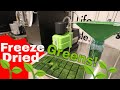 Freeze drying spinach greens  spinach powder superfood