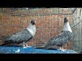 The Egyptian pigeon - للبيع مجموعه من الحمام***الغزار القطقاطي**الحمام الغزار