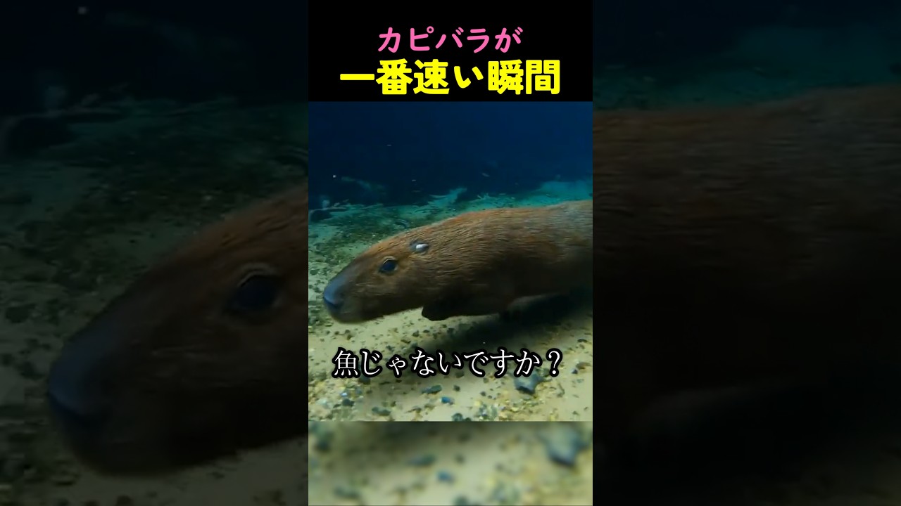 ❤️700万❤️カピバラが一番速い瞬間