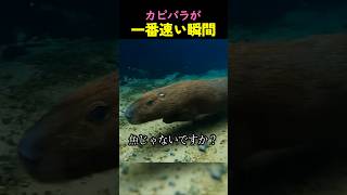 カピバラが一番速い瞬間