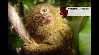 Игрунковые обезьяны – самые маленькие приматы в мире