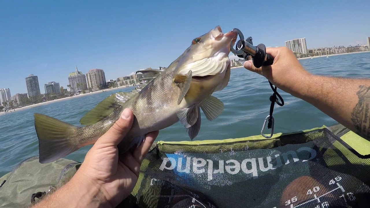 Caught a Legal sand bass in the Long Beach Harbor!!!!
