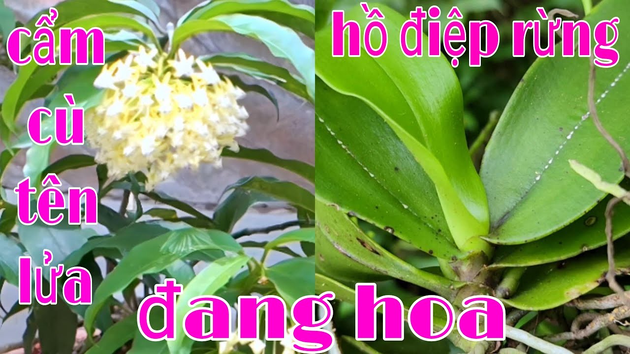 Đi tìm lan rừng và những gặp gỡ thú vị, đi tìm lan rừng tập 9 | phong lan rừng pv