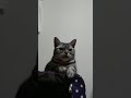 いつもキャリーバッグの中にいると思ったら大間違いニャ!今日はキャリーバッグの上に座ることにした猫 #Shorts