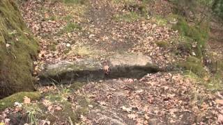 Ruta de Sto Estevo de Ribas de Sil a San Xoán do Cachón