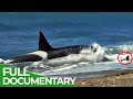 On the Wild Coasts of Patagonia | Free Documentary Nature