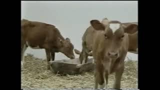 See How They Grow | Farm Animals [US] [VHS] (1993)