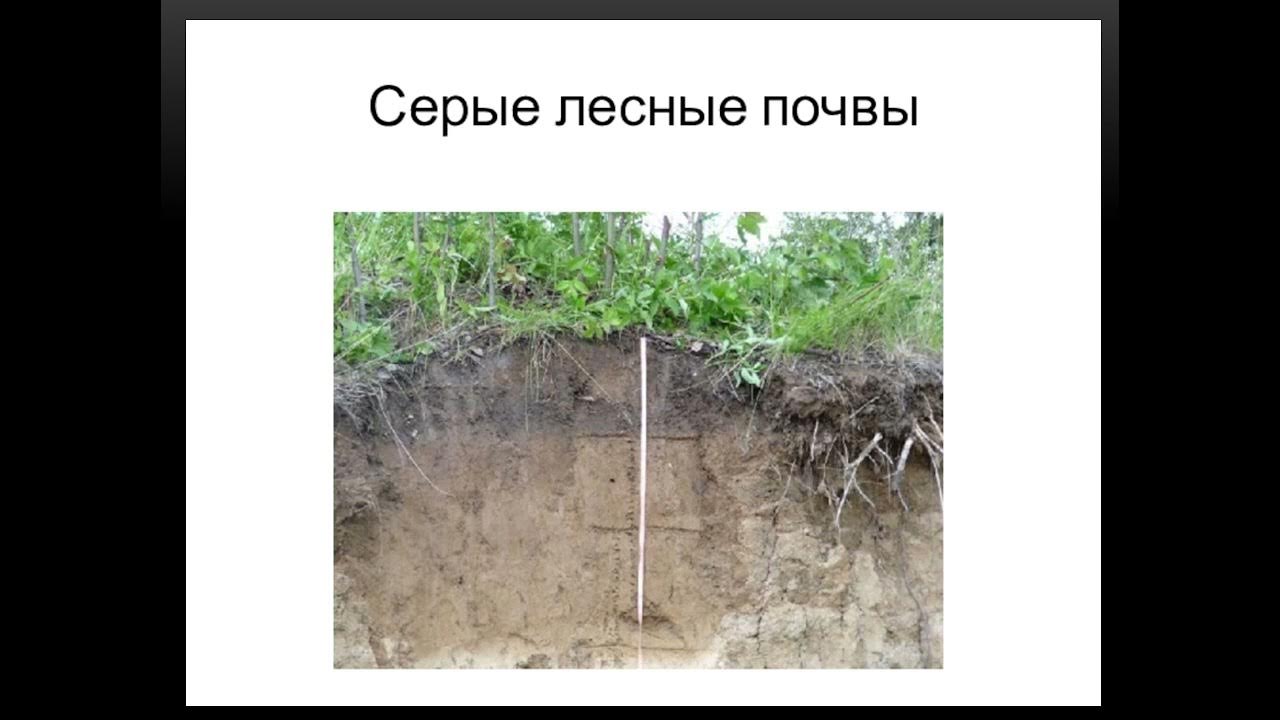 бурые полупустынные почвы. серые лесные почвы гумус. серые лесные почвы лесостепной зоны. виды почв чернозем. почвы подзолистые лесные чернозем.