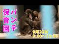 【朗報】今日のパンチくんはぼっちじゃなかった! 2026年9月22日　市川市動植物園のニホンザル【パンチくん🐵】がんばれパンチ