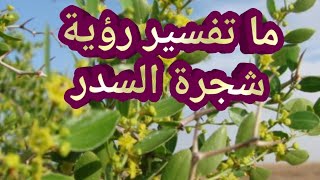 تفسير رؤية شجرة السدر في المنام للحامل والمتزوجة والعزباء والمطلقة والأرملة والرجل والشاب الاعزب