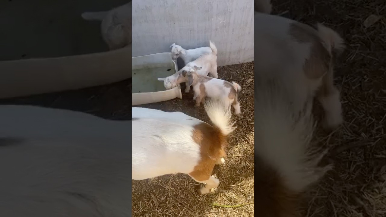 Doe and baby goat update. 