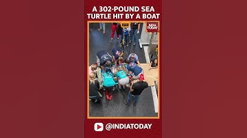 A 302-Pound Loggerhead Sea Turtle Hit By A Boat Gets An Oversize CT Scan, with A Surprise