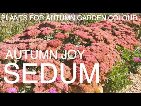 Video: Sedum Autumn Joy Plants: näpunäiteid sügisrõõmude kasvatamiseks aias