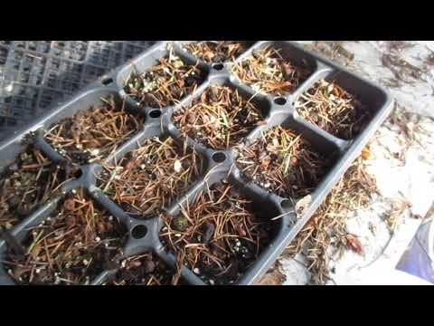 Video: Kā jūs audzējat Arbutus no sēklām?