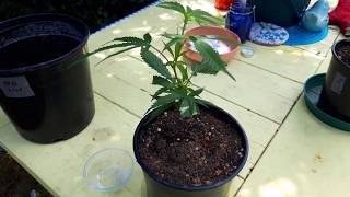 Outdoor Cannabis Grow - New Strains and Planting Day