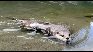 It's sad to see Aty's back as he searches for Kotaro and Hana after they left [Otter life day 346]