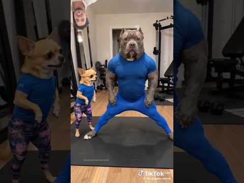 #pets #funny moment #animals
