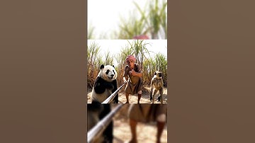 VEO 3 Vlogger Panda with Langoor Kishan se Padi Daant  | Gemini Veo 3 Ai |Funny Deshi Comdey Video