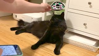 Cat Says No to Sombrero