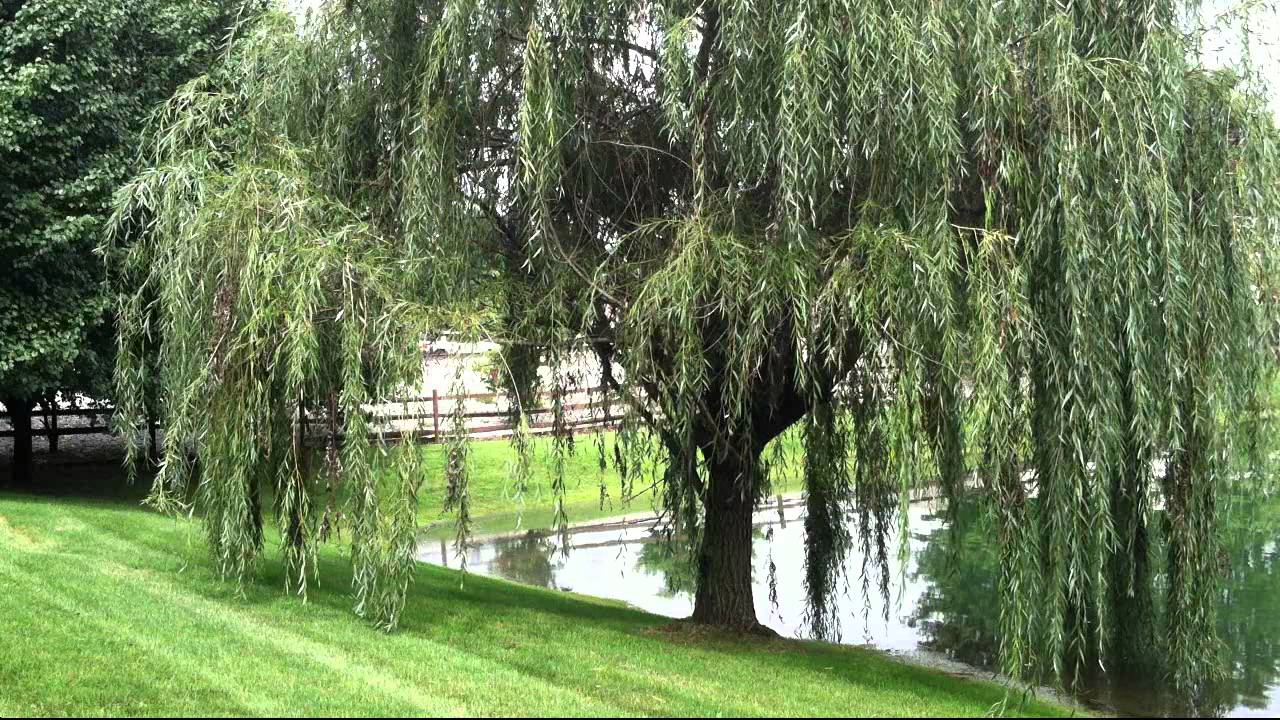 Rock Salt and Nails cover of Utah Phillips' song YouTube